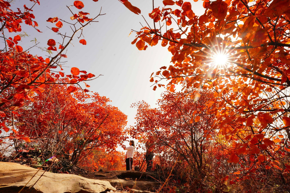  Lá Thu đỏ rực trên núi Hongfeng ở thành phố Sa Hà, tỉnh Hà Bắc, Trung Quốc. (Ảnh: THX/TTXVN)