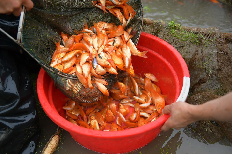 Năm nay, xã Thủy Trầm cung cấp được cho thị trường hơn 45 tấn cá chép đỏ phục vụ ông Công, ông Táo. (Ảnh: Tạ Toàn/TTXVN)