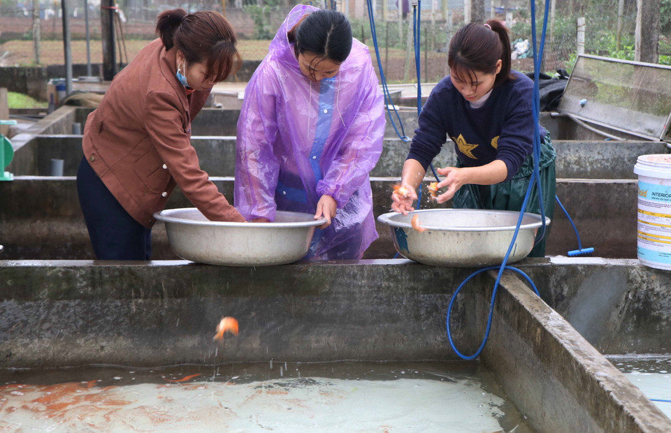 Người dân nuôi cá chọn lọc từng loại cá trước khi đưa vào bể chứa trước khi đưa ra thị trường các tỉnh. (Ảnh: Tạ Toàn/TTXVN)