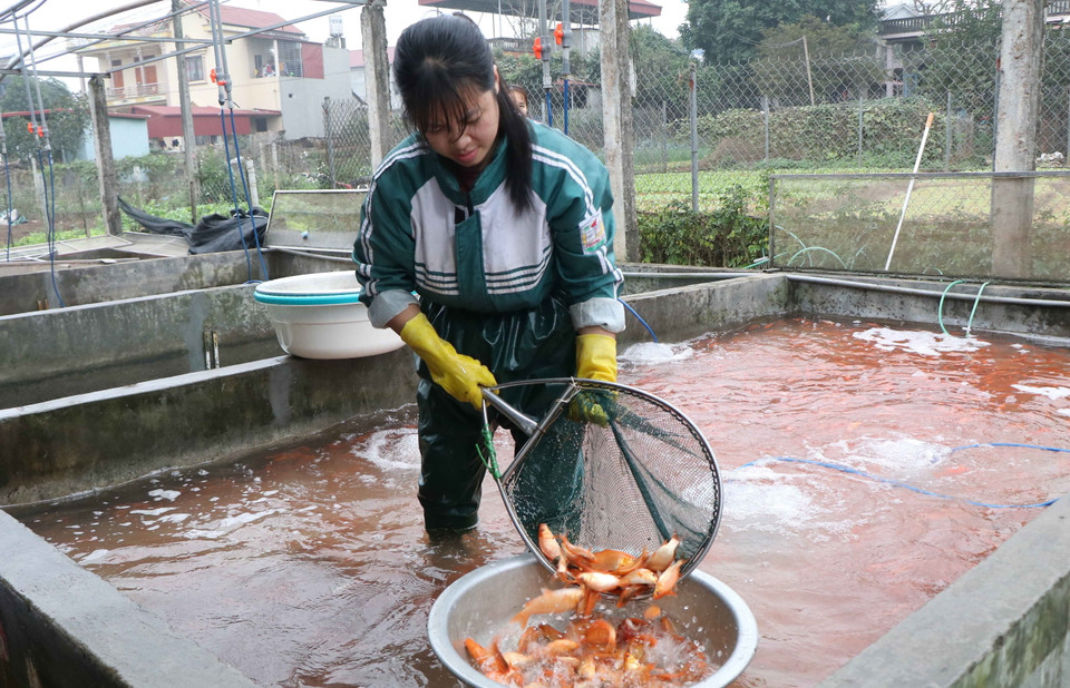 Người dân nuôi cá ở làng Thủy Trầm vui mừng vì năm nay được vựa cá lớn. (Ảnh: Tạ Toàn/TTXVN)