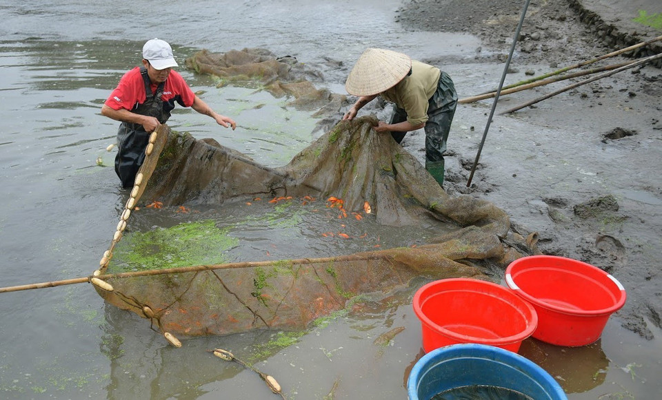 Nghề nuôi cá chép đỏ làng Thủy Trầm, xã Tuy Lộc góp phần đem lại hiệu quả kinh tế cao cho các hộ nuôi. (Ảnh: Tạ Toàn/TTXVN)