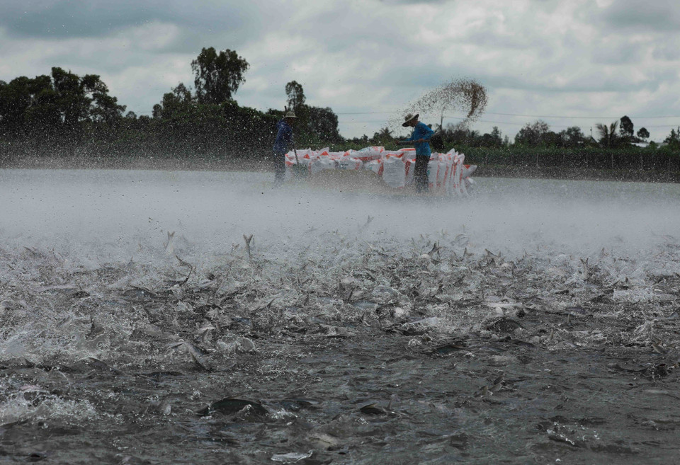 An Giang nâng cao chất lượng cá tra đáp ứng yêu cầu của thị trường xuất khẩu. (Ảnh: Vũ Sinh/TTXVN)