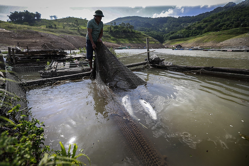 Anh Đinh Công Tiện, xóm Điêng Lựng, xã Tiền Phong, huyện Đà Bắc có 7 lồng bè nuôi cá lồng, chỉ trong ngày 6/7/2021, do nước hồ rút nhanh nên gần 1 tấn cá chủ yếu là cá lăng, chiên, trắm đen tại các lồng nuôi của gia đình chị bị chết do sặc bùn dẫn đến tình trạng thiếu ôxy. (Ảnh: Trọng Đạt/TTXVN)