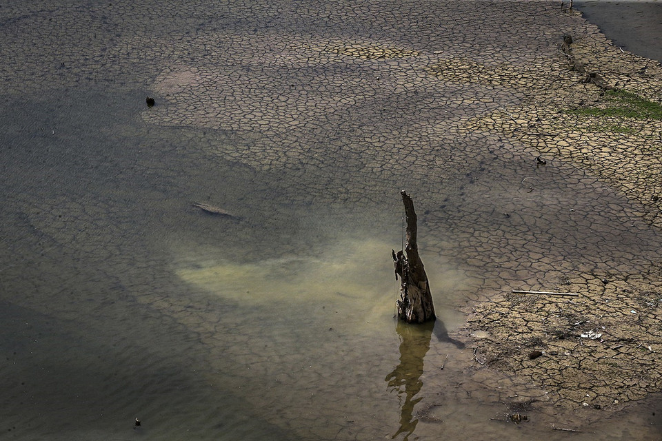 Một gốc cây chết khô nằm ngay dưới lòng hồ nứt nẻ trên địa phận xã Hiền Lương, huyện Đà Bắc. (Ảnh: Trọng Đạt/TTXVN)