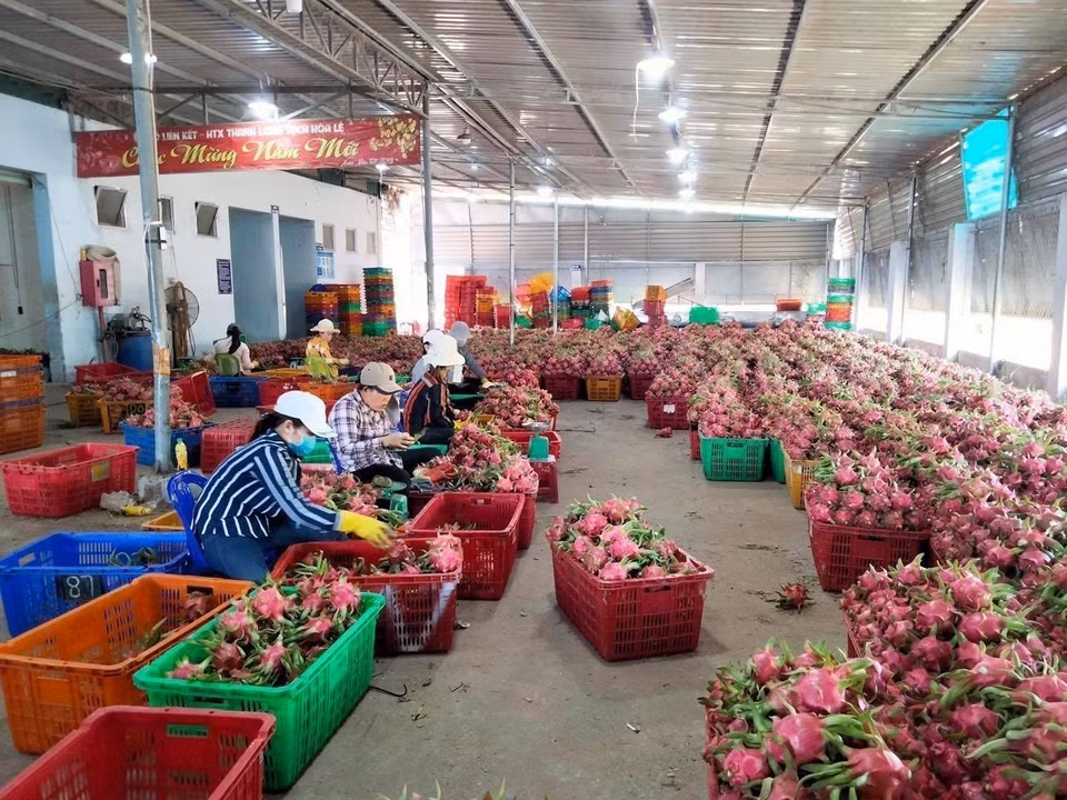 Thanh long xuất khẩu của Bình Thuận được Nhật Bản chính thức cấp Bằng bảo hộ chỉ dẫn địa lý. (Ảnh: TTXVN)