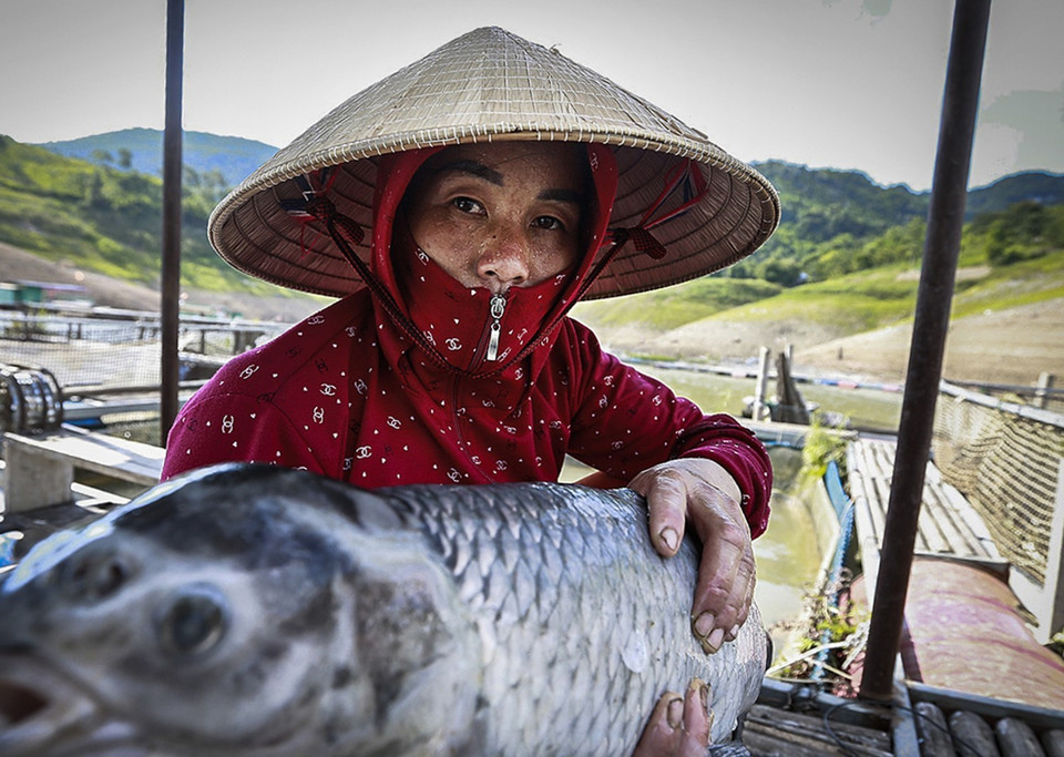 Ở các xã ven hồ Hiền Lương, Vầy Nưa, Tiền Phong của huyện Đà Bắc - vùng trọng điểm nuôi cá lồng bè của tỉnh Hòa Bình, đã thiệt hại khoảng 30 tấn cá bị chết do sặc bùn, nắng nóng và bởi nước hồ Hòa Bình xuống thấp. Trong ảnh: Chị Đinh Thị Thọ, xã Tiền Phong buồn bã vớt những con cá trắm đen to bị chết tại các lồng nuôi của gia đình do bị sặc bùn và thiếu ôxy. (Ảnh: Trọng Đạt/TTXVN)