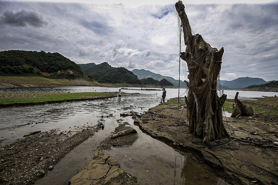 Một thân cây cổ thụ vẫn sừng sững nơi lòng hồ khô cạn, đoạn thuộc địa phận xã Hiền Lương, huyện Đà Bắc. Lúc bình thường, khi nước hồ Hòa Bình đầy sẽ vượt qua ngọn của thân cây khô này. (Ảnh: Trọng Đạt/TTXVN)