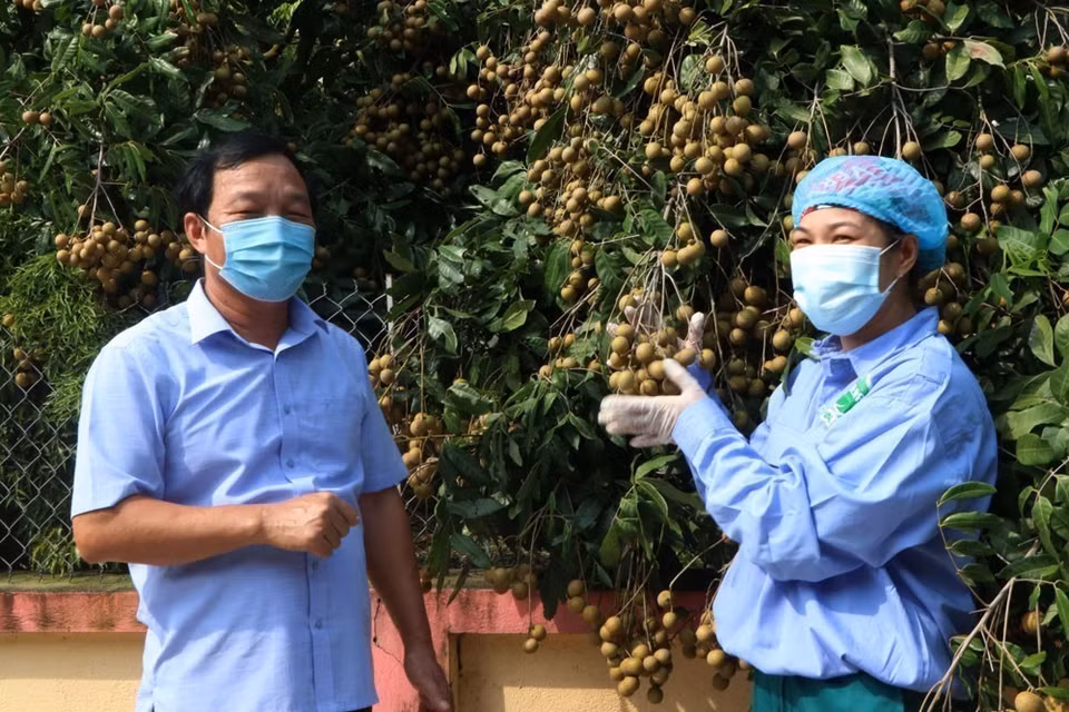 Phó Bí thư thường trực tỉnh ủy Hải Dương Lê Văn Hiệu thăm vườn nhãn xuất khẩu tại xã Hoàng Hoa Thám, Chí Linh. (Ảnh: Mạnh Minh/TTXVN)