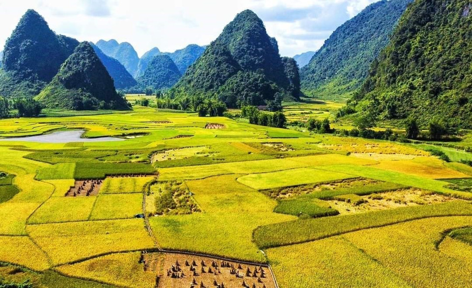 Mùa vàng ở Phong Nậm, huyện Trùng Khánh. (Ảnh: TTXVN phát)