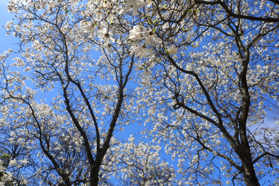 Vào dịp này, du khách từ mọi miền đổ về ngắm hoa và tận hưởng bầu không khí ấm áp, mát mẻ của miền duyên hải Biển Đen. Trong ảnh: Hoa mộc lan trắng, một trong những loài hoa hiếm chỉ có trên bán đảo Crimea. (Ảnh: Duy Trinh/TTXVN)