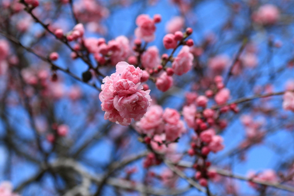 Sắc hoa anh đào rực rỡ trong mùa Xuân. (Ảnh: Trần Hiếu/TTXVN)