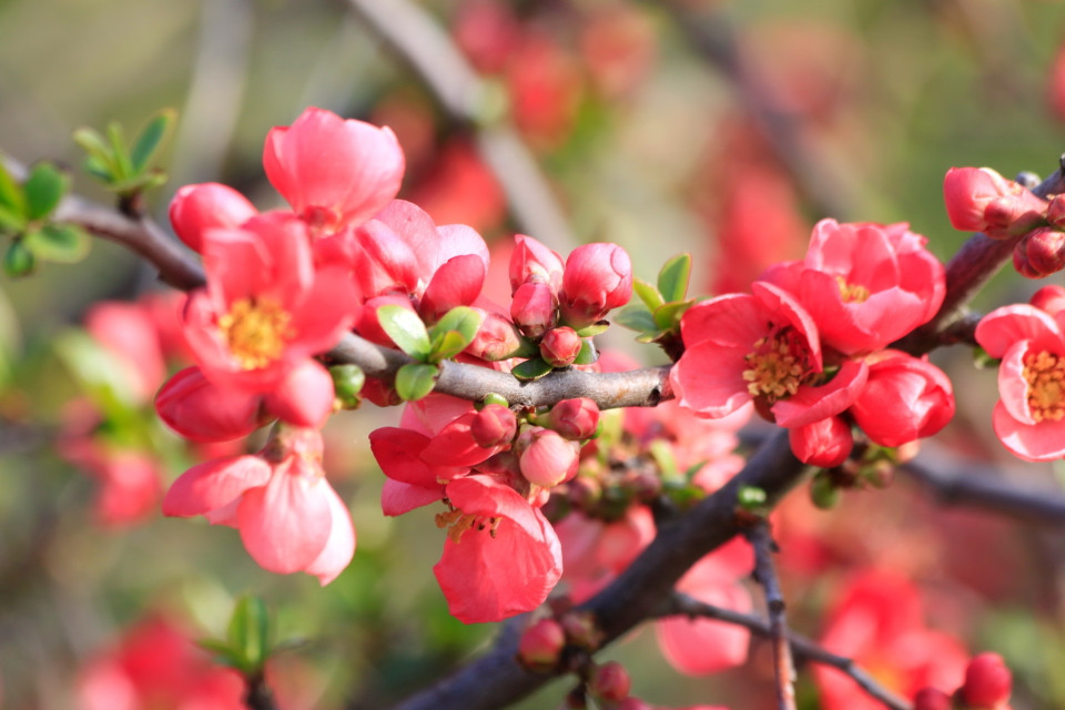 Mùa xuân rực rỡ ở miền Nam nước Nga. (Ảnh: Duy Trinh/TTXVN)