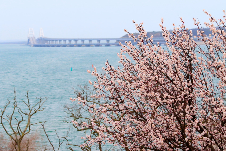 Hoa đào nở trên bán đảo Crimea. (Ảnh: Trần Hiếu/TTXVN)