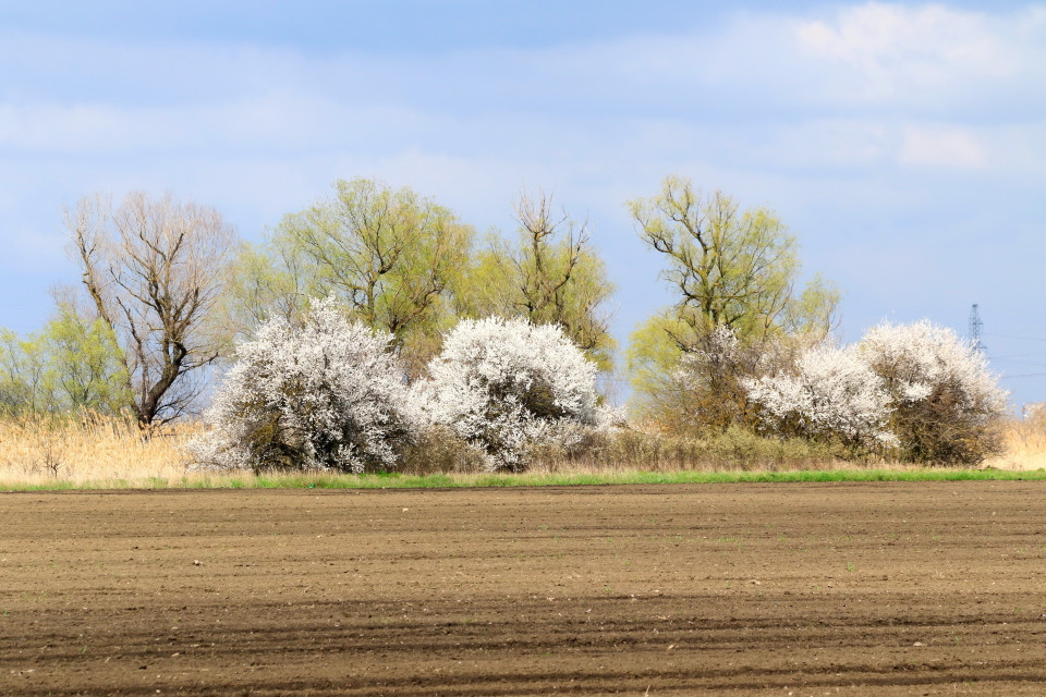 Màu trắng của hoa táo tô điểm cho những cánh đồng Nga. (Ảnh: Duy Trinh/TTXVN)