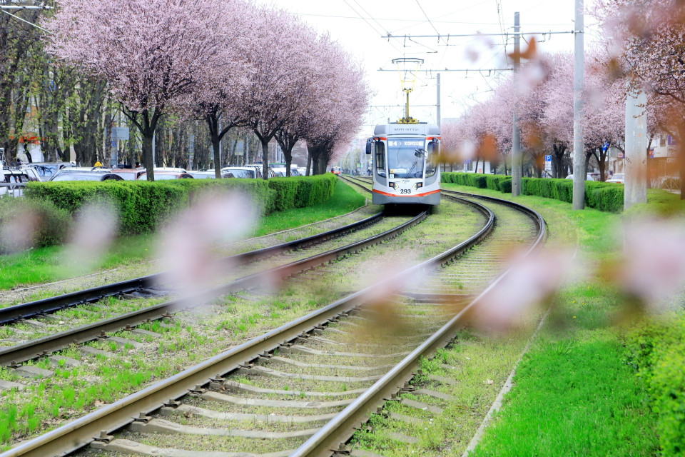 Từ giữa tháng Tư hàng năm, mùa Xuân đến với miền Nam nước Nga cùng với tiết trời ấm áp và muôn sắc hoa đua nở. Trong ảnh: Hoa anh đào khoe sắc trên các tuyến phố ở miền Nam nước Nga. (Ảnh: Trần Hiếu/TTXVN)