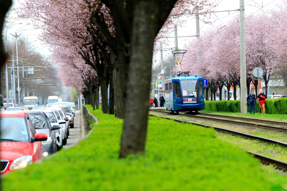 Đường phố Krasnodar rực rỡ sắc hoa anh đào. (Ảnh: Trần Hiếu/TTXVN)