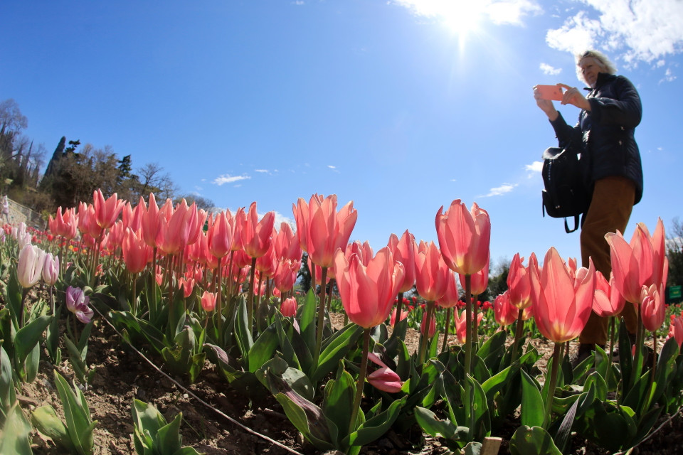 Du khách ghi lại hình ảnh rực rỡ của hoa tuylíp. (Ảnh: Duy Trinh/TTXVN)