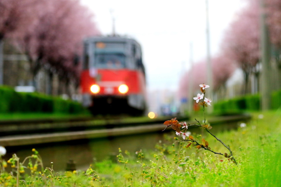 Những chuyến tàu nhộn nhịp đưa du khách về miền Nam nước Nga chiêm ngưỡng mùa hoa nở. (Ảnh: Trần Hiếu/TTXVN)