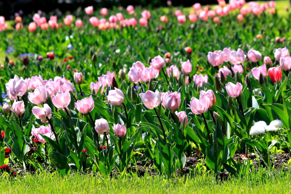 Hàng chục loại hoa tuylíp tại vườn thực vật Nikitin trên bán đảo Crimea khoe sắc khi mùa Xuân về. (Ảnh: Duy Trinh/TTXVN)