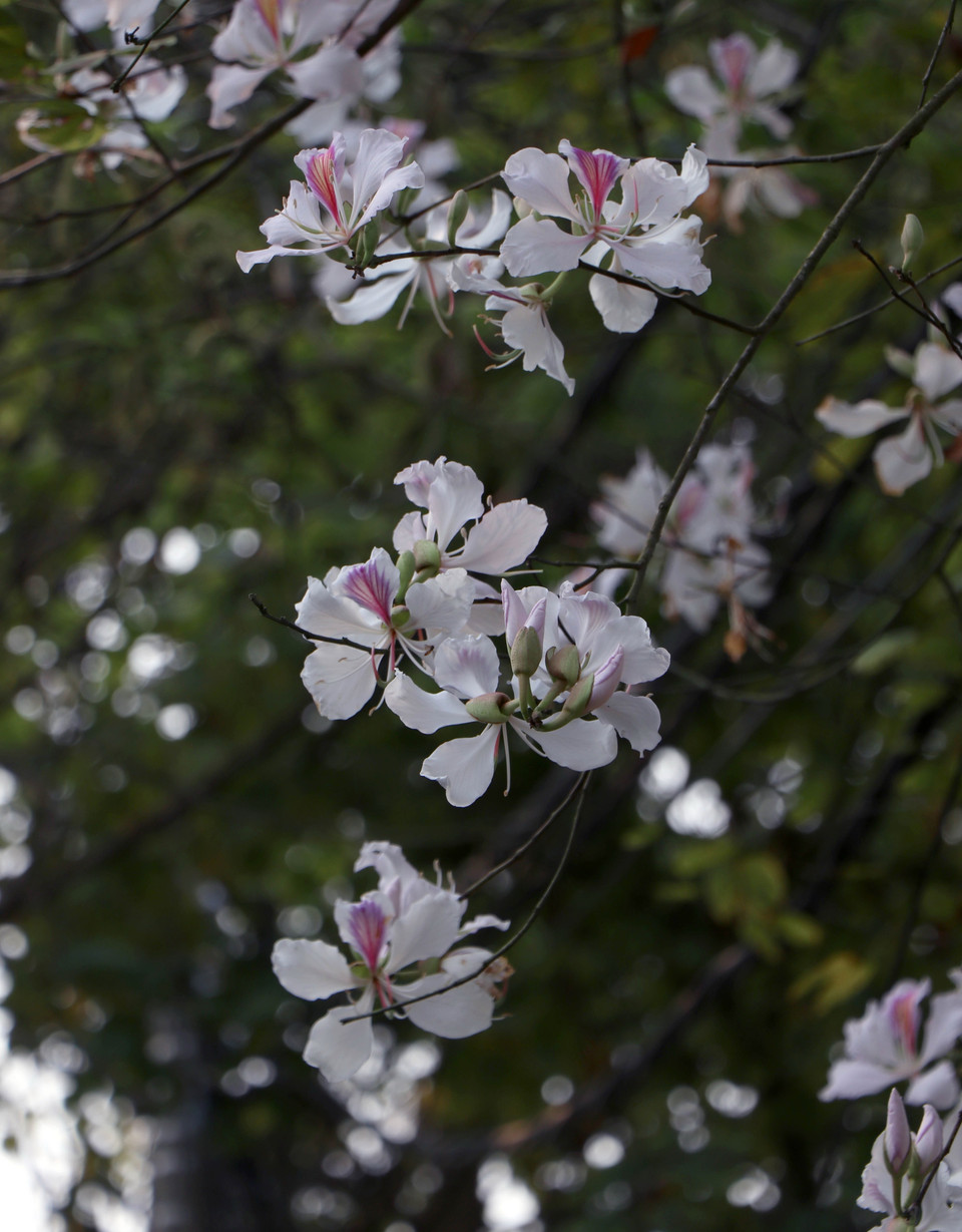 Hoa ban có 5 cánh, nhụy dài với sắc trắng tinh khôi, thanh khiết và mùi thơm dịu nhẹ. (Ảnh: Xuân Tiến/TTXVN)
