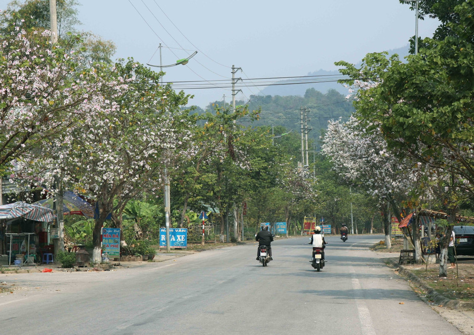 Đoạn quốc lộ 279 nối thành phố Điện Biên Phủ với xã Nà Nhạn cũng được ''nhuộm'' trắng bởi bạt ngàn hoa ban nở hai bên đường. (Ảnh: Xuân Tiến/TTXVN)