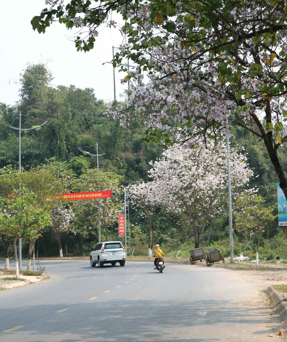 Cứ bước sang tháng Ba, khi tiết trời chuyển sang ấm dần, những cành ban sau quá trình tích tụ nhựa sống, dồn dinh dưỡng lên búp non sẽ thi nhau bung nở khắp các sườn núi, thung sâu, dọc những con đường lên nương, về bản của cộng đồng các dân tộc Tây Bắc. Trong ảnh: Hoa ban bung nở trên đường Võ Nguyên Giáp, phường Him Lam, thành phố Điện Biên Phủ. (Ảnh: Xuân Tiến/TTXVN)