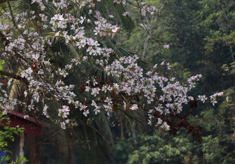 Trong tâm thức của người Thái, hoa ban gắn với câu chuyện kể về mối tình trong trắng, thủy chung giữa nàng Ban và chàng Khum; hoa ban là biểu tượng cho khát vọng tình yêu và hạnh phúc lứa đôi được lưu truyền từ bao đời. Trong ảnh: Hoa ban bắt đầu nở vào cuối tháng 2, sang tháng 3 thì nở rộ. (Ảnh: Xuân Tiến/TTXVN)