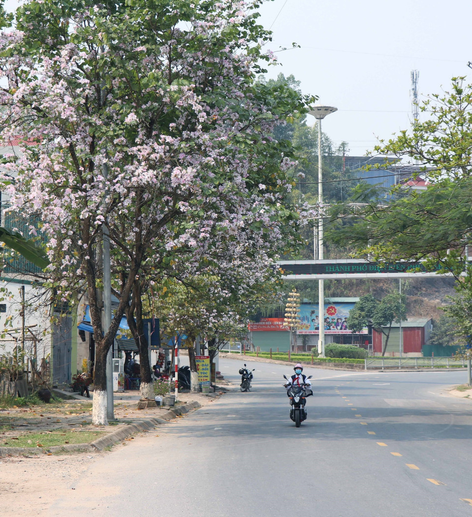Hoa ban bung nở trên đường Võ Nguyên Giáp, phường Him Lam, thành phố Điện Biên Phủ. (Ảnh: Xuân Tiến/TTXVN)