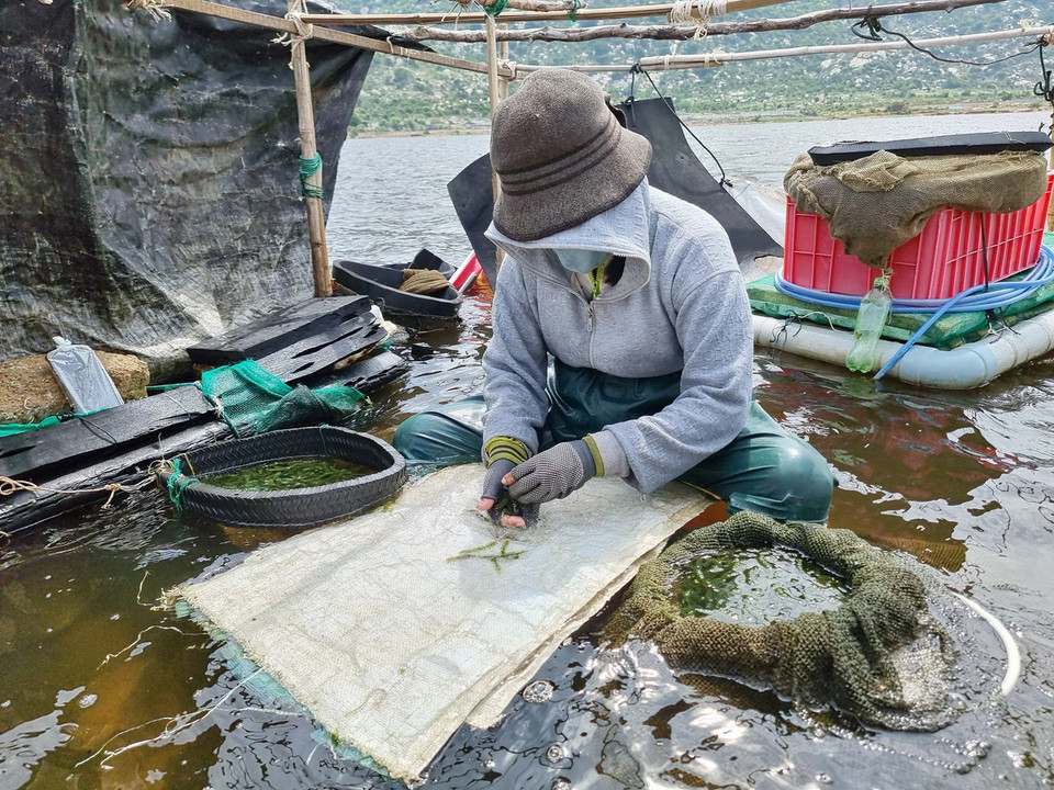 Người dân xã Cà Ná (huyện Thuận Nam) phân loại rong nho sau khi thu hái tại đầm. (Ảnh: Nguyễn Thành/TTXVN)