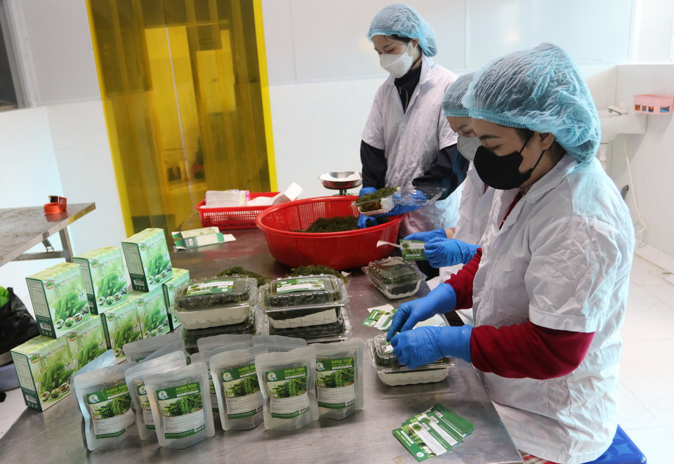 Đóng gói sản phẩm rong nho tại Công ty TNHH rong nho Ngọc Thương (xã Cà Ná, huyện Thuận Nam). (Ảnh: Nguyễn Thành/TTXVN)