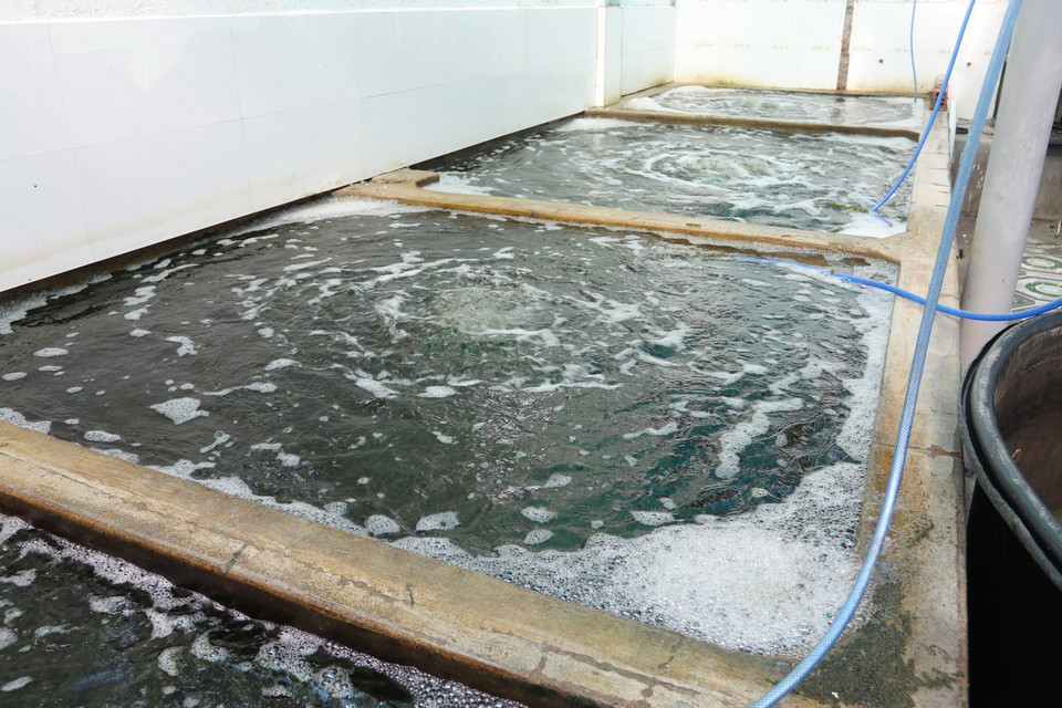 Rong nho được rửa sạch bằng nước biển và chứa trong bể có sục khí để chờ sơ chế. (Ảnh: Nguyễn Thành/TTXVN)