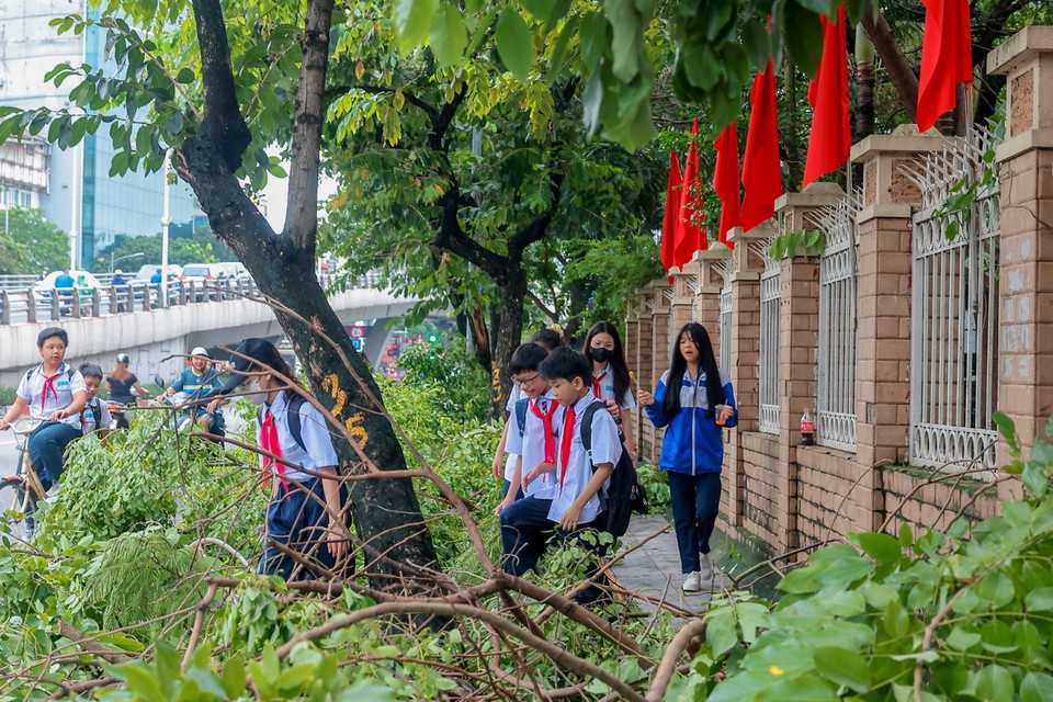 7h sáng, nhiều học sinh Trường THCS Tô Hoàng (Quận Hai Bà Trưng) đi học giữa "rừng" cây gãy, đổ. (Ảnh: Hoàng Hiếu/TTXVN)