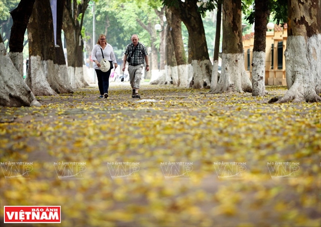 Du khách nước ngoài thích thú dạo chơi trên con đường trải thảm lá vàng của Hà Nội trong tiết tháng Tư.