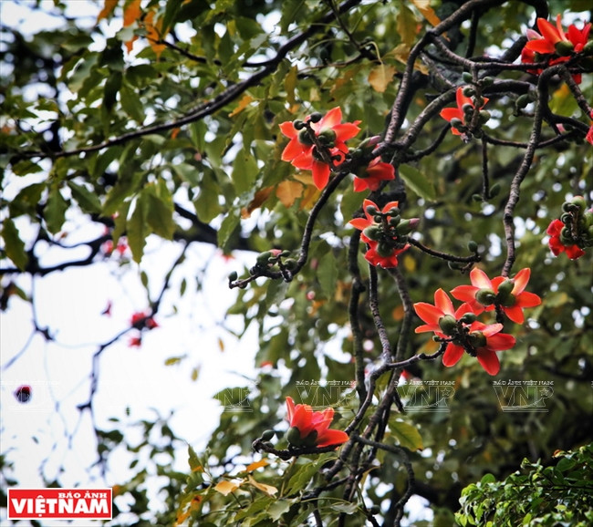 Những bông hoa mộc miên cuối cùng của mùa Xuân, màu đỏ rực như báo hiệu mùa Hè sắp về.