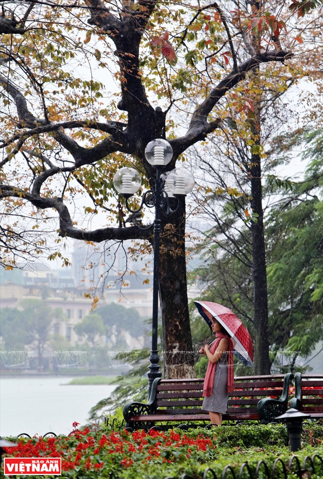 Những hàng cây trút lá trong cơn mưa đầu hạ khiến khung cảnh bờ Hồ Hoàn Kiếm trở nên lãng mạn, nên thơ.