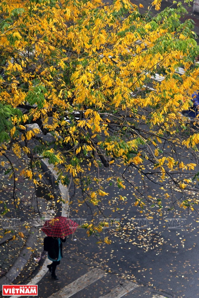 Cuối tháng Ba, đầu tháng Tư, khi những cây bằng lăng chồi lộc, cũng là lúc những cây sấu già và những cây sưa đổ lá vàng.