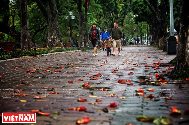 Những bông hoa gạo cuối cùng của tháng Ba rớt rụng để nhường chỗ cho những tán lộc non xanh biếc gọi Hè.