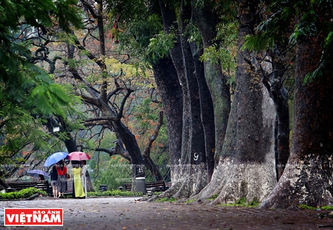 Vào những ngày giao mùa, con đường ven Hồ Gươm trở nên đẹp khác biệt lạ thường khiến nhiều du khách không khỏi ngỡ ngàng.