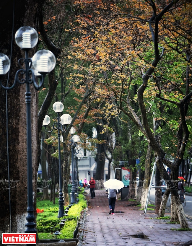 Đi dưới trời mưa cũng là cách du khách thưởng thức trọn vẹn một Hà Nội thú vị.