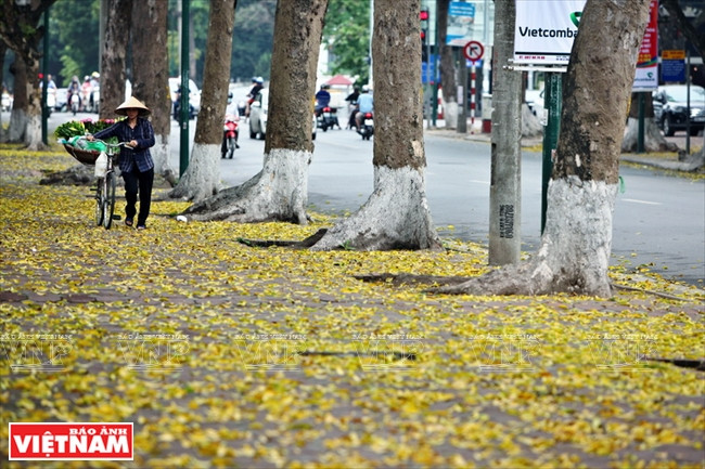 Hàng cây sấu già thay lá.