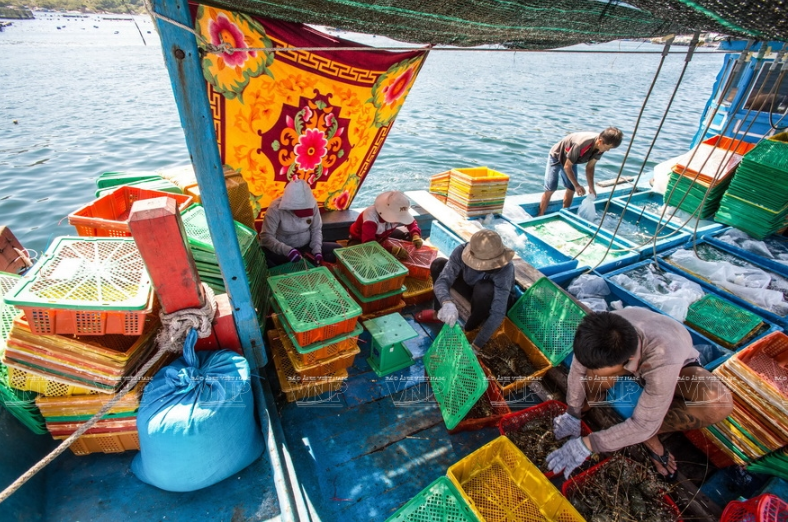 Sau khi đánh bắt, tôm hùm được bảo quản riêng cùng đá lạnh trên thuyền có thể để tươi vài ngày.