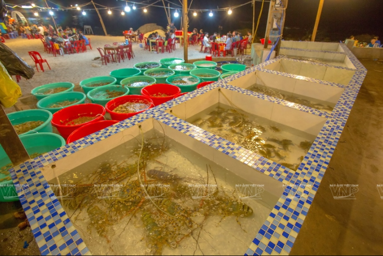 Với những hộ gia đình có nhiều lồng, tôm có thể được bắt mỗi ngày để bán cho thực khách thưởng thức ngay trên đảo Bình Ba.