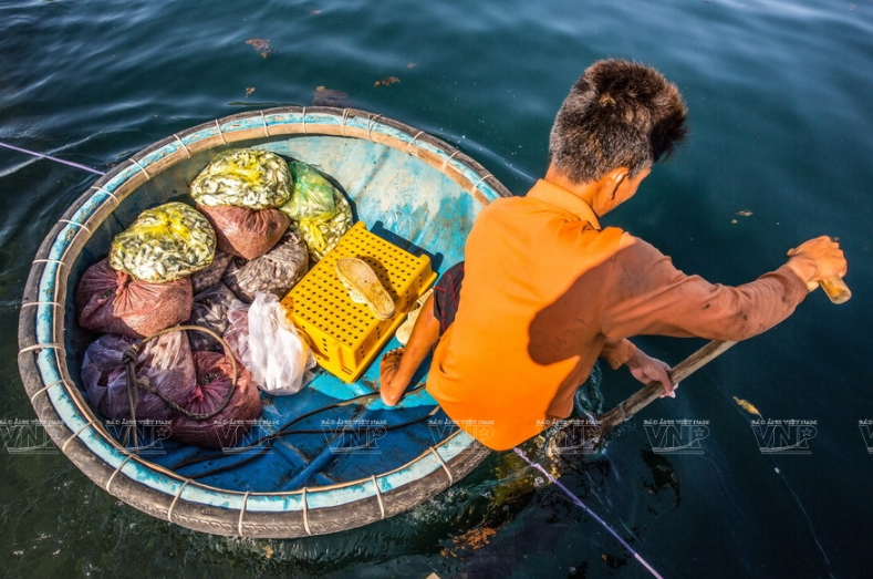 Tùy độ tuổi và kích cỡ của tôm mà người nuôi sẽ phân loại và cho ăn các loại thức ăn khác nhau như cua, sò,... nguyên con hoặc giã nhuyễn.