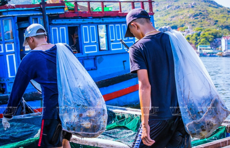 Ngay sau khi vớt từ mặt nước, lập tức tôm hùm được chuyển ngay lên thuyền.