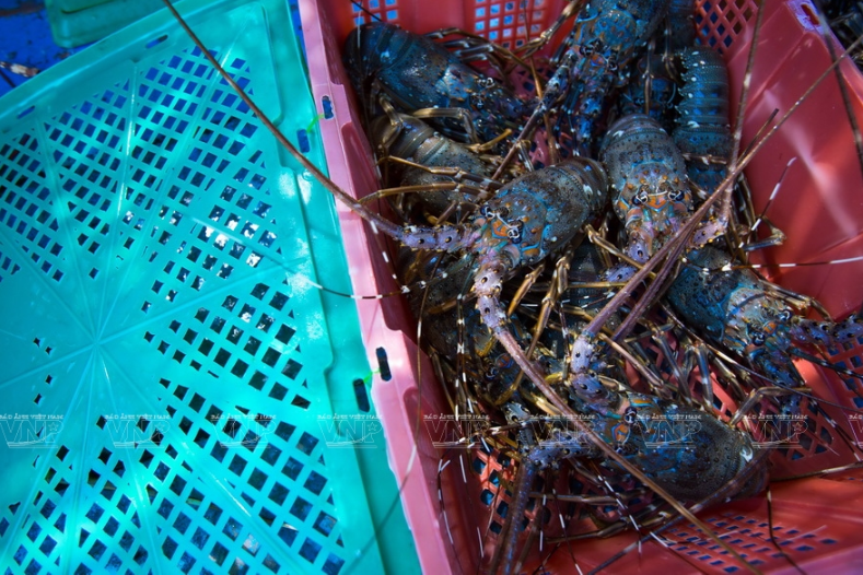 Những chú tôm hùm còn rất tươi được bảo quản kỹ trong những chiếc lồng chuyên dụng để vận chuyển đi các nơi tiêu thụ.