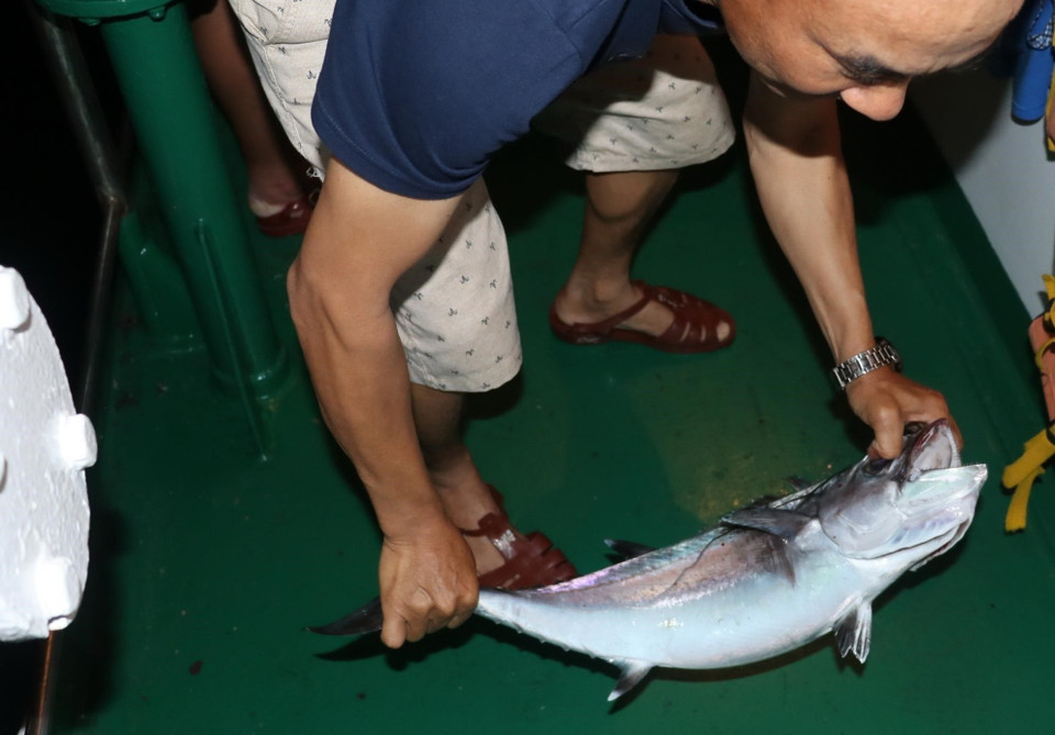 Con cá thu 4kg dính câu. (Ảnh: Sỹ Tuyên/TTXVN)