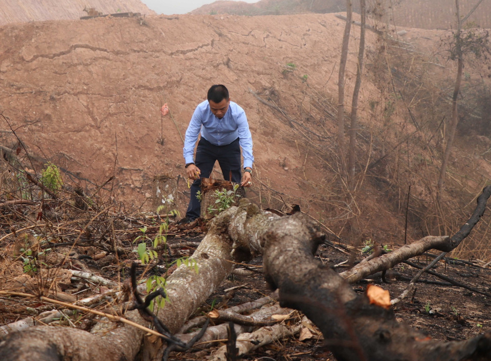 Đại diện Hạt kiểm lâm huyện Nậm Pồ cho rằng, khu vực có diện tích gần 1ha rừng có độ tuổi nhiều năm này bị chặt phá không nằm trong quy hoạch 3 loại rừng nên không thể xử lý được. (Ảnh: Xuân Tiến/TTXVN)