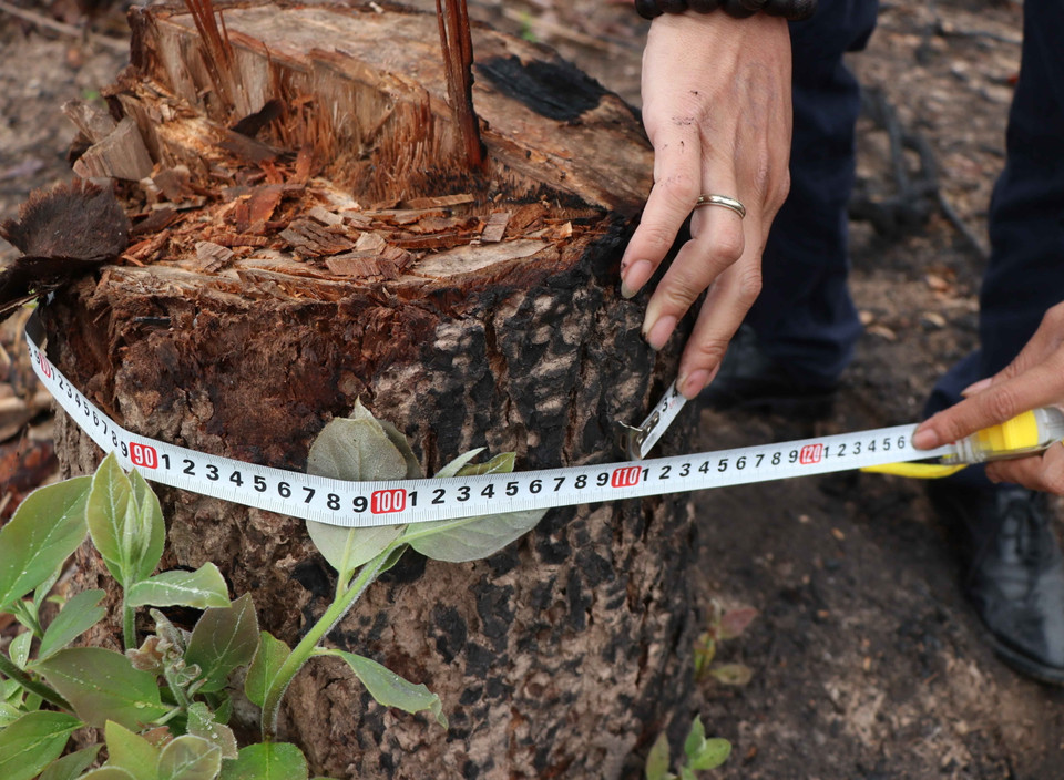 Chu vi vành thân của một gốc thân cây có độ tuổi nhiều năm đã bị triệt hạ. (Ảnh: Xuân Tiến/TTXVN)