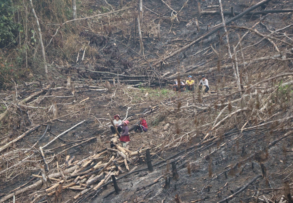 Việc thu gom, phân loại gỗ và vận xuất thân gỗ ra khỏi hiện trường còn có sự tham gia của lực lượng lao động nữ. (Ảnh: Xuân Tiến/TTXVN)