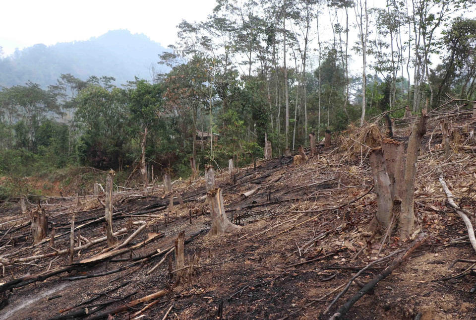Những cánh rừng tái sinh trên địa bàn 2 xã Nà Hỳ, Nậm Chua của huyện Nậm Pồ (tỉnh Điện Biên) đang khẩn thiết cầu cứu. (Ảnh: Xuân Tiến/TTXVN)